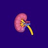 Renal